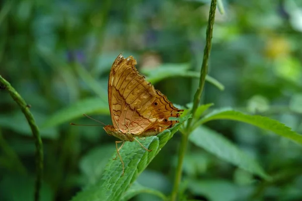 Borboleta Casa Borboleta Sertoma Sioux Falls — Fotografia de Stock