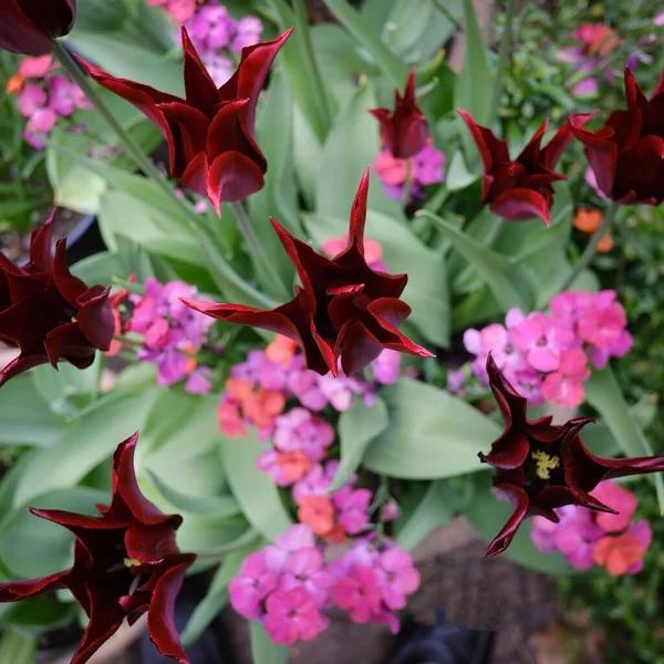 Top View Tulips Lasting Love Purple Flowers Growing Garden — Stock Photo, Image