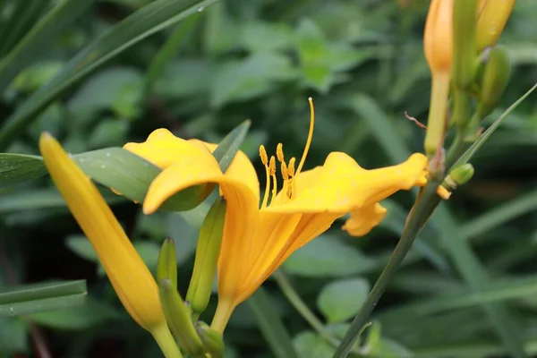 Ljusa Vackra Gula Blommor Fästa Vid Stammen Trädgård — Stockfoto