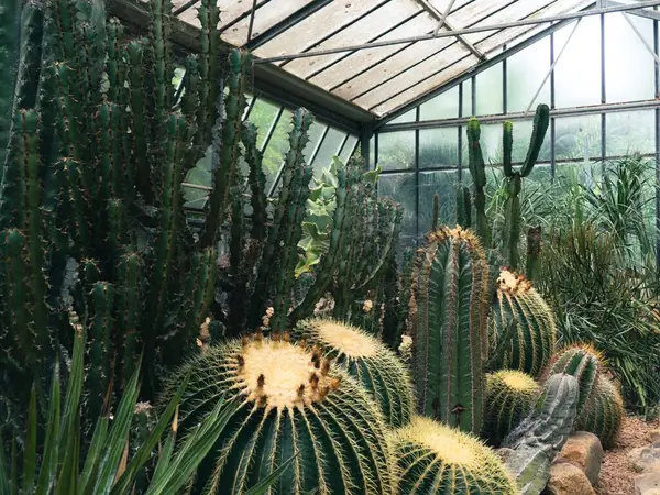 Vacker Bild Många Kaktusar Ett Växthus — Stockfoto