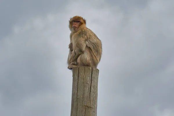 Ένα Macaques Κάθεται Ένα Ψηλό Ξύλινο Πόλο Θέα Προς Την — Φωτογραφία Αρχείου