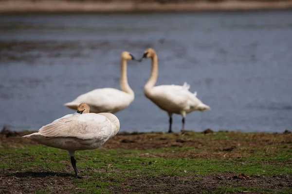 Группа Лебедей Пруда — стоковое фото