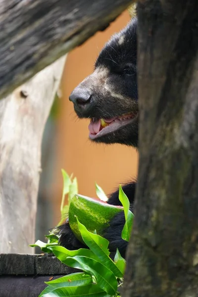 Eine Vertikale Aufnahme Eines Asiatischen Schwarzbären Der Wassermelone Einem Zoo — Stockfoto