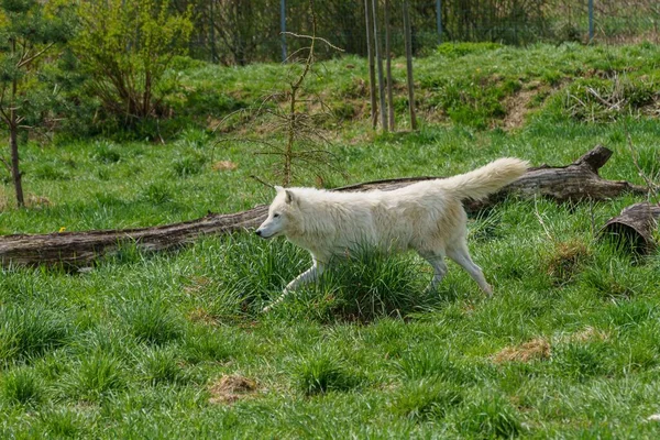 Çek Hayvanat Bahçesi Nde Beyaz Bir Kurt — Stok fotoğraf