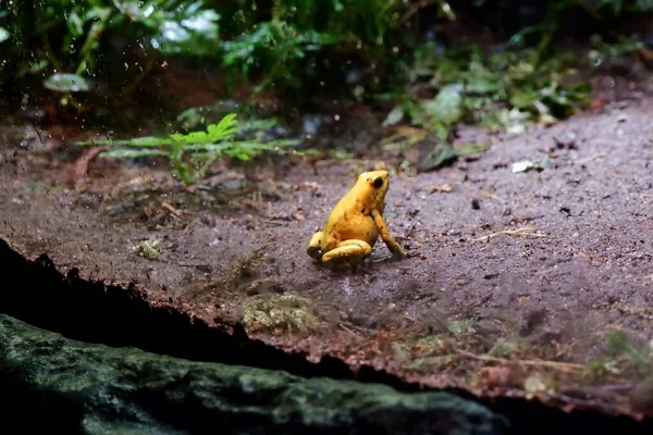 Грязная Золотая Ядовитая Лягушка Грязной Земле Парке — стоковое фото