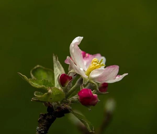 Closeup Shot Apple Plant Blossoming Garden — Stock Photo, Image