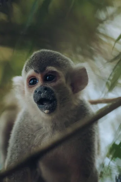 Retrato Vertical Macaco Esquilo Humboldt Uma Árvore Columbia — Fotografia de Stock