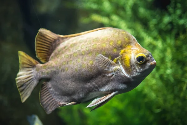 Närbild Fläckig Scat Scatophagus Argus Vattnet — Stockfoto