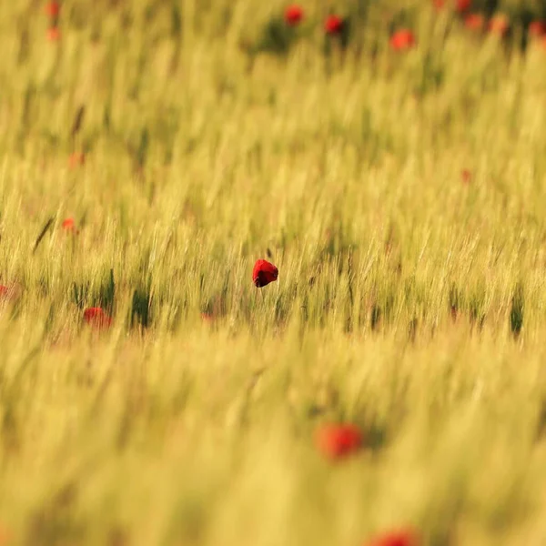 小麦畑の赤いケシ — ストック写真