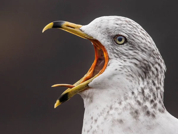 A closeup side profile shot of a Ring-Billed Gull head with open mouth