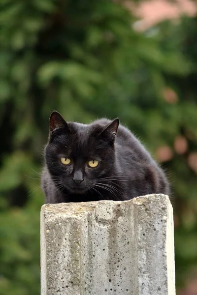 Colpo Verticale Gatto Nero Con Gli Occhi Gialli Sdraiato Sulla — Foto Stock