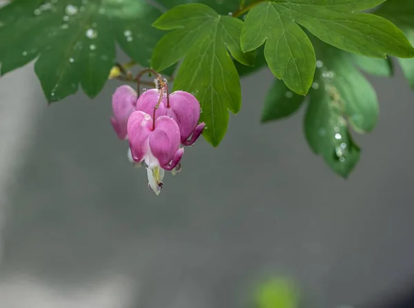緑色の葉を持つピンクアジアの出血耳の花の浅い焦点 — ストック写真