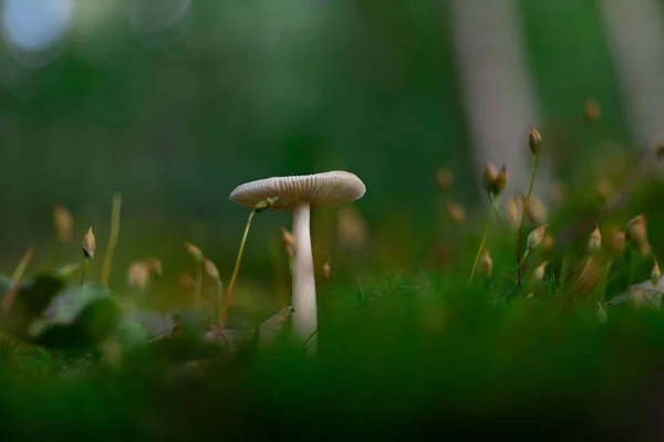 Nahaufnahme Eines Amanita Fulva Pilzes Von Unten — Stockfoto