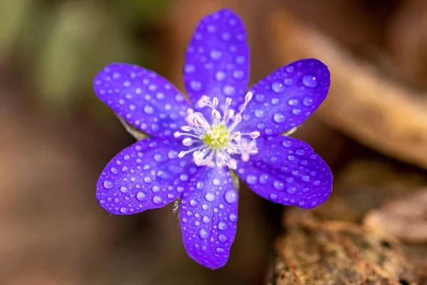 Una Macro Flor Azul Hepatica Transsilvanica Con Gotas Agua Fondo — Foto de Stock
