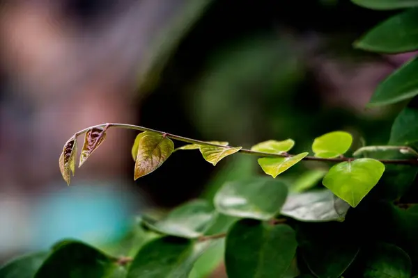 Selektiv Fokusbild Gren Med Torkade Blad — Stockfoto