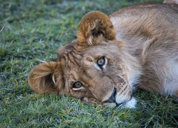 Filhote Leão Deitado Grama Verde Reserva Nacional Masai Mara Quênia — Fotografia de Stock