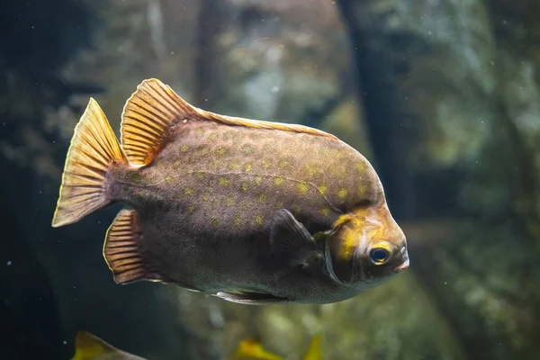 Suyun içinde benekli dışkının (Scatophagus argus) yakın plan çekimi.