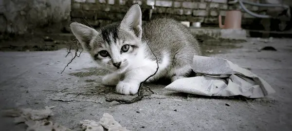 Gattino Adorabile Una Strada — Foto Stock