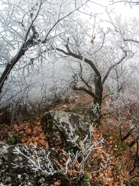 Μια Κάθετη Λήψη Δέντρων Καλυμμένα Χιόνι Κλαδιά — Φωτογραφία Αρχείου