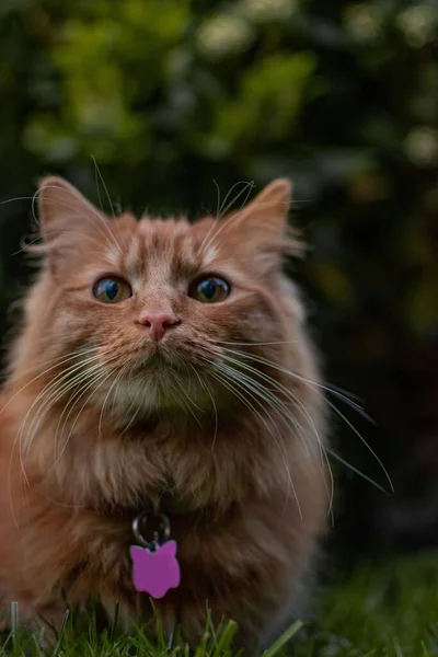 かわいいジンジャー子猫は 伝統的な英国の田舎の庭でカメラの後ろにあるオブジェクトを見ています カメラに興味はない ショックを受けた顔だ — ストック写真