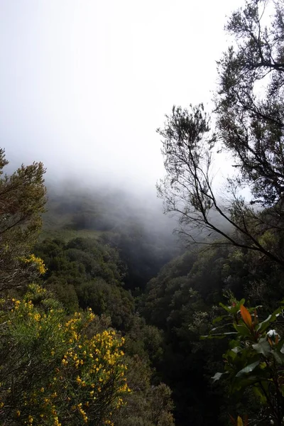 Tiro Vertical Floresta Nebulosa Madeira Portugal — Fotografia de Stock