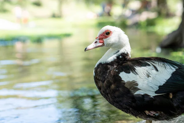 Primer Plano Pato Moscovita — Foto de Stock