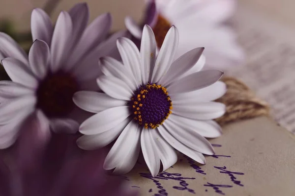 Selective Focus Shot White African Daisies Paper Writing — Stock Photo, Image