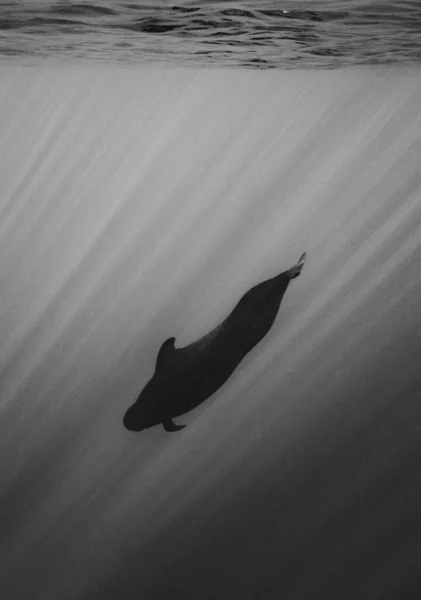 Vertical Shot Short Finned Pilot Whale Diving Underwater Grayscale — Stock Photo, Image