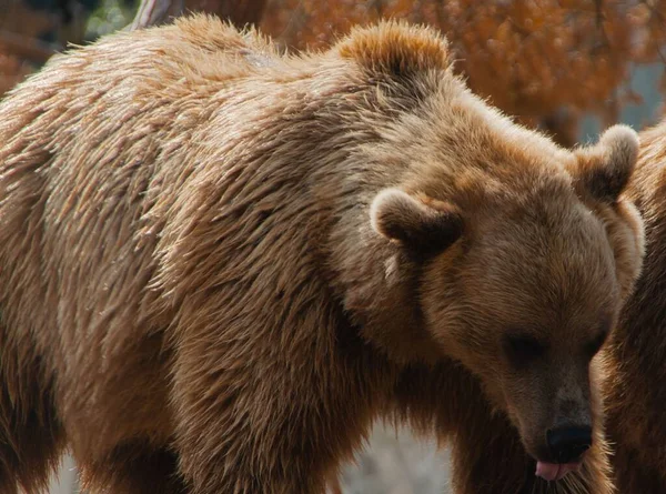 Een Close Shot Van Een Bruine Beer Wazige Achtergrond — Stockfoto