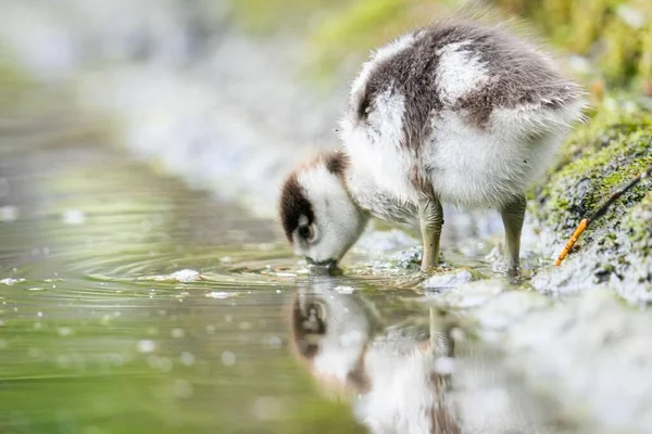 Primer Plano Lindo Gosling Beber Agua Del Lago — Foto de Stock