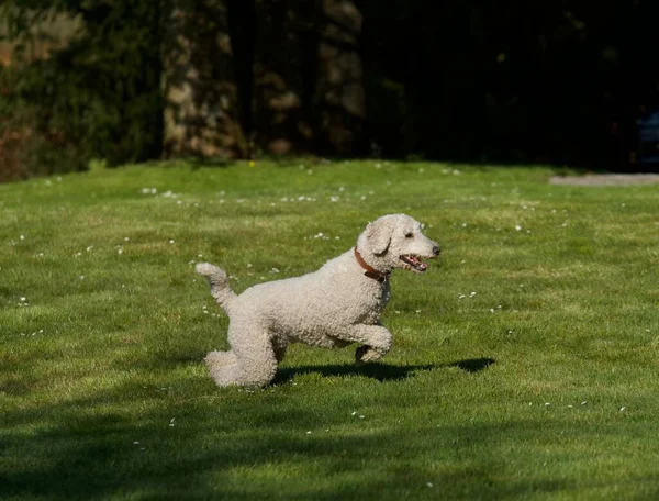 A royal poodle playing in the green garden in springtime