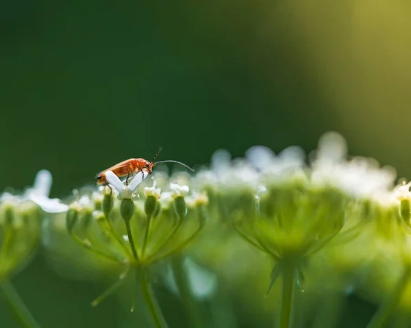 Ein Kleines Insekt Auf Blüten — Stockfoto