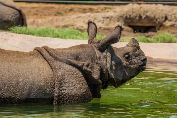 Rhinocéros Nageant Dans Rivière Sur Fond Flou — Photo