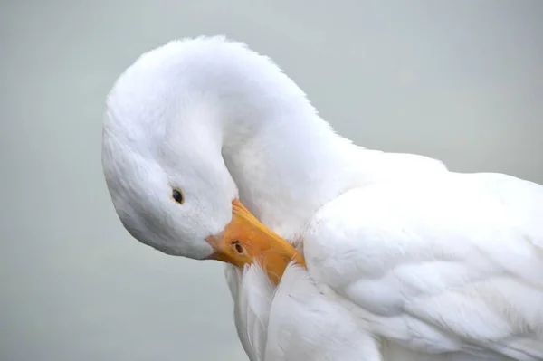 Beyaz Arka Planda Beyaz Bir Ördeğin Yakın Plan Çekimi — Stok fotoğraf