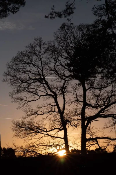 Een Silhouet Van Kale Winterbomen Tegen Hemel Tijdens Zonsondergang — Stockfoto