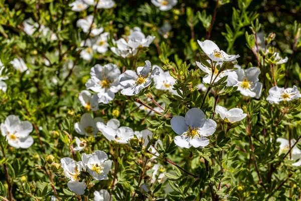 Primer Plano Flores Blancas Cinquefoil Campo Verde — Foto de Stock