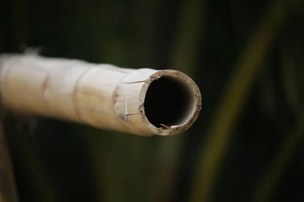 Portrait Dead Bamboo Black Background — Stock Photo, Image