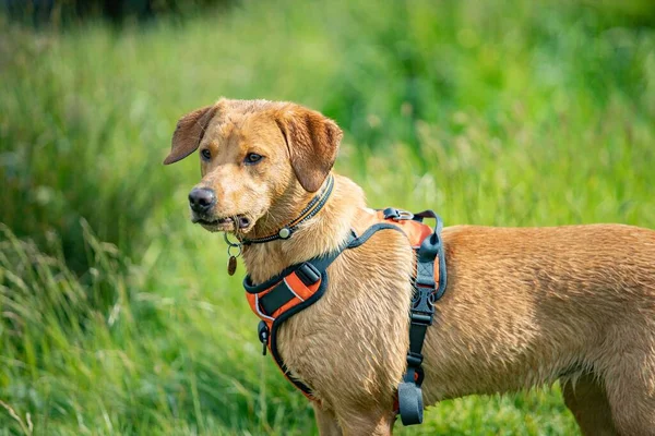 Zbliżenie Psa Uprzęży Zieloną Trawą Zamazaną Tle — Zdjęcie stockowe