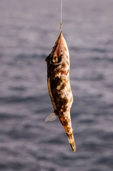 Одна Морська Риба Нависла Над Блакитним Атлантичним Океаном — стокове фото