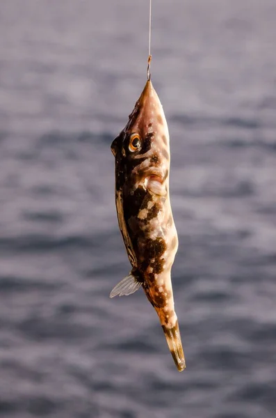 Eén Zeevis Boven Blauwe Atlantische Oceaan — Stockfoto