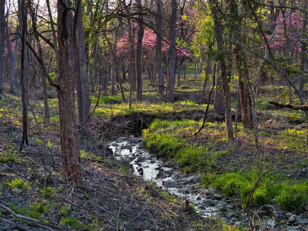 Узкий Поток Воды Между Лесами Цветущими Деревьями — стоковое фото
