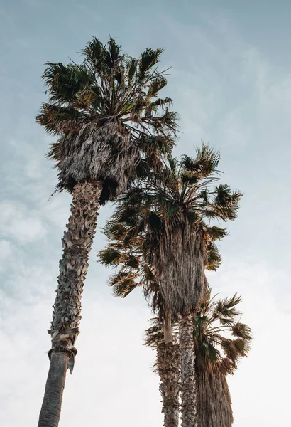 Eine Vertikale Aufnahme Tropischer Bäume Und Bewölkten Himmels Hintergrund — Stockfoto