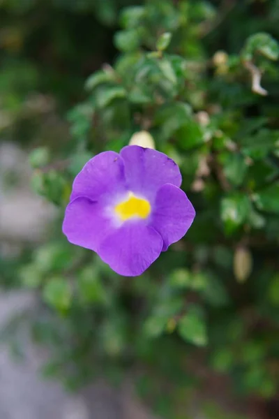 紫色のトゥンベリアの花の庭を閉じます — ストック写真