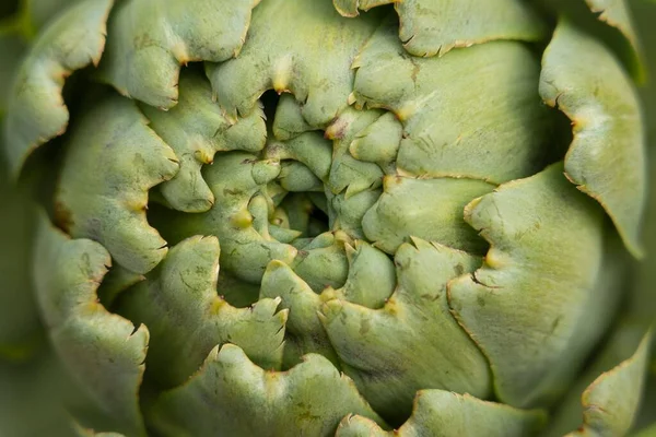 緑のシナラの植物の詳細のクローズアップショット — ストック写真