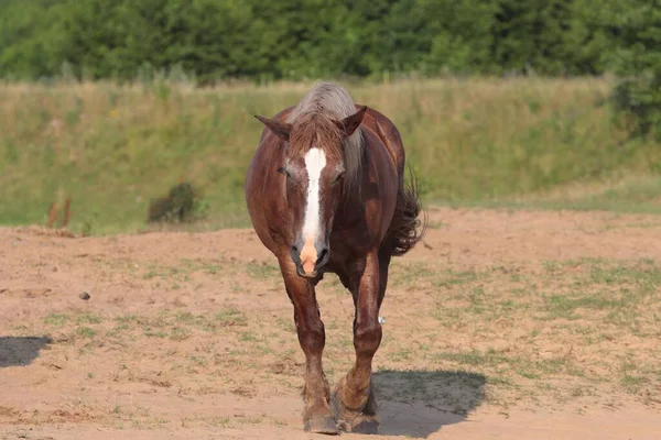 马蹄一种强壮的棕色马 马蹄马蹄马蹄 在田里散步 — 图库照片