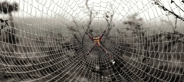 Eine Spinne Netz Auf Verschwommenem Hintergrund — Stockfoto