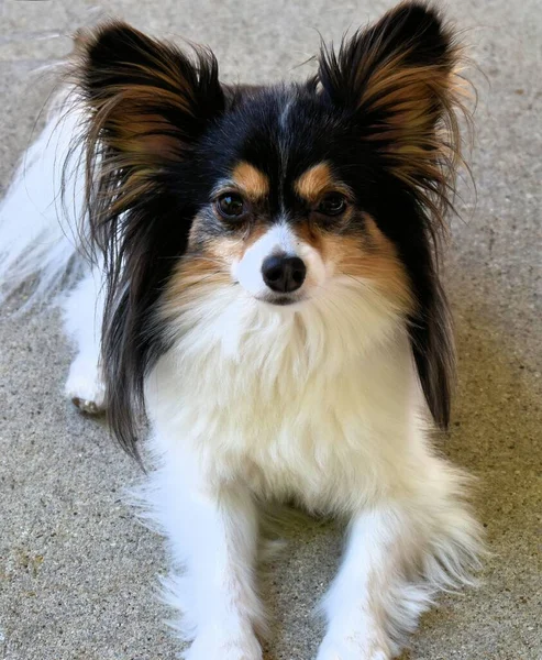 Retrato Vertical Cão Papillon Deitado Chão Olhando Diretamente Para Câmera — Fotografia de Stock