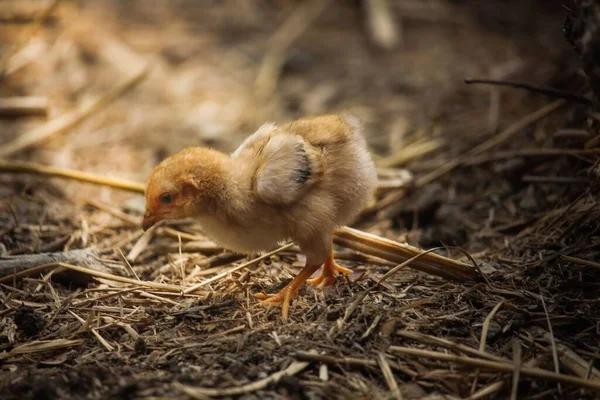 Beautiful Portrait Cute Baby Chicks — Stockfoto