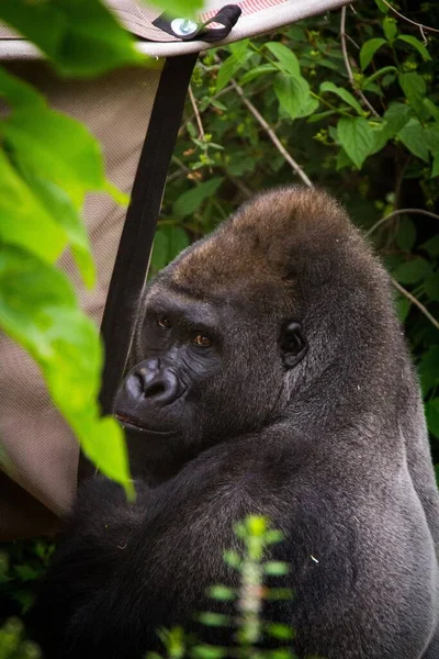 Μια Κάθετη Και Κοντινή Φωτογραφία Του Gorilla — Φωτογραφία Αρχείου