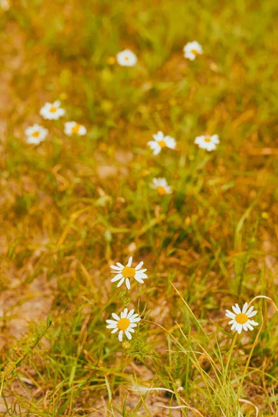 Lindas Flores Margarida Prado Verde Sob Luz Sol — Fotografia de Stock